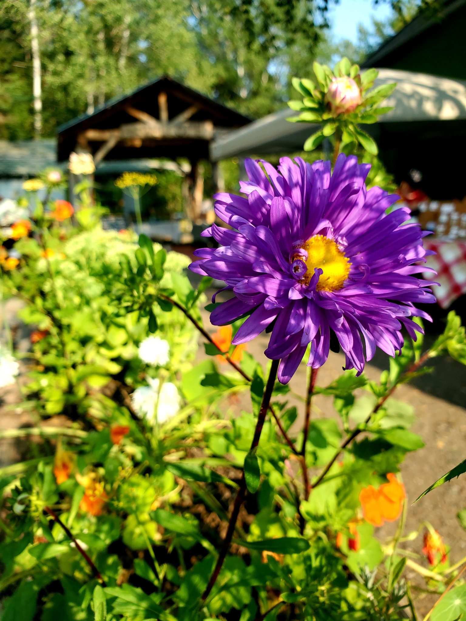 Get Involved Willow Springs Creative Centre