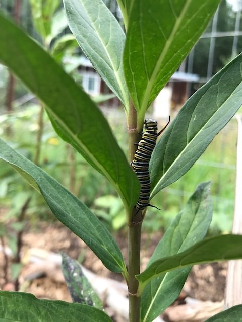 monarch caterpillar