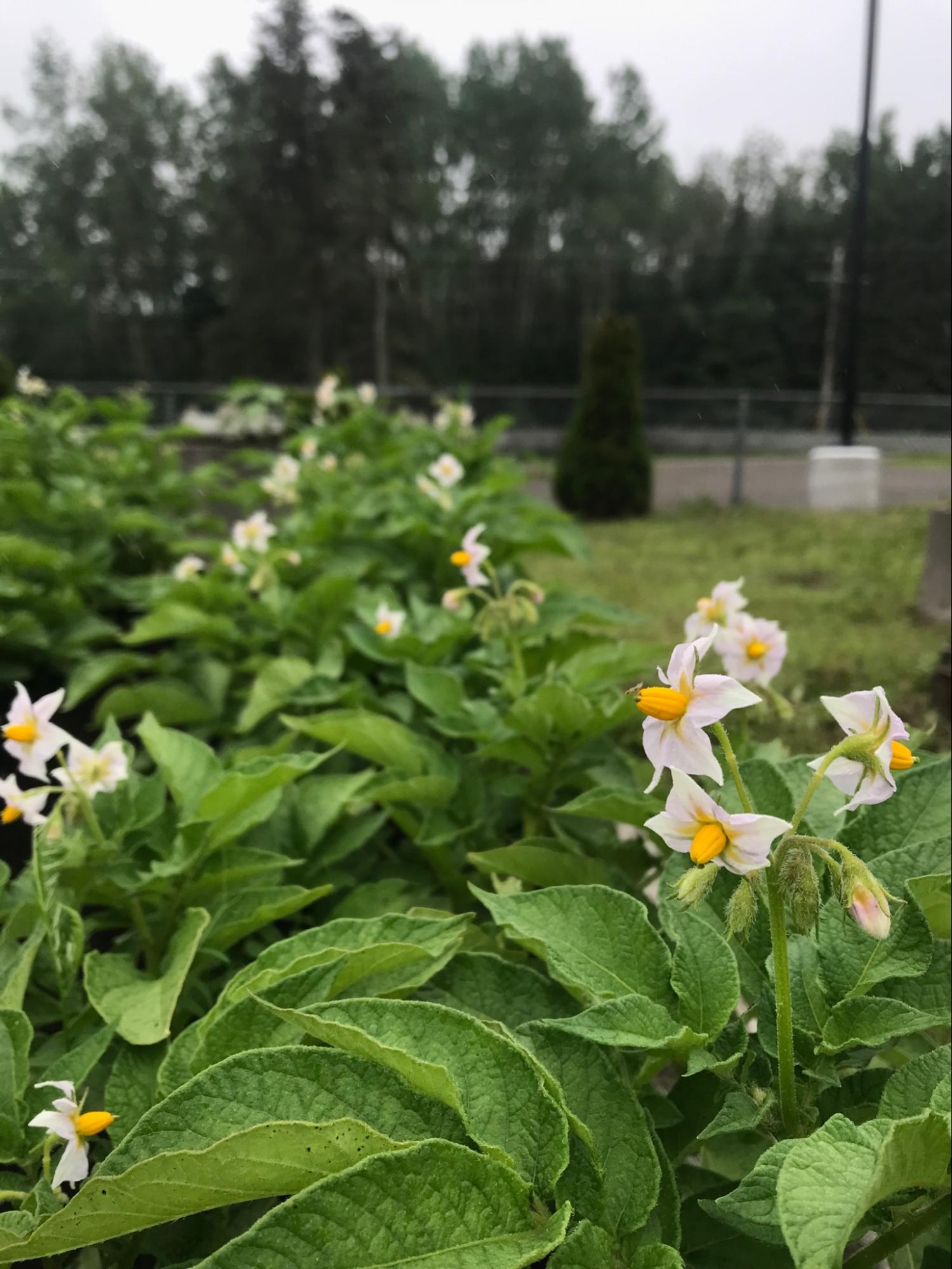 flowers in garden